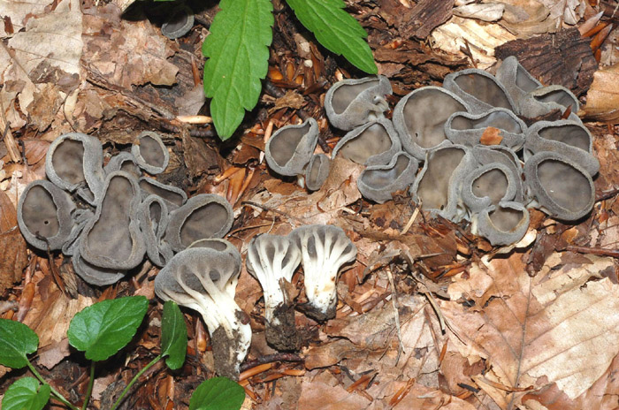 Helvella acetabulum